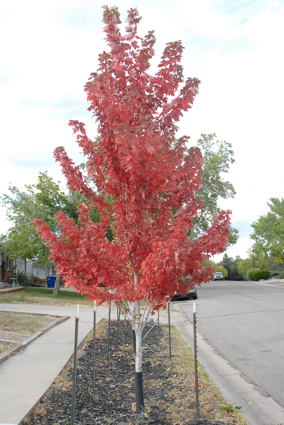 Red Maple